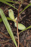 Slimleaf pawpaw